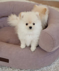 Bild in Galerie-Betrachter laden, Luxury Orthopedic Dog Bed — Marshmallow Collection — Premium Comfort Pet Bed | CHOUCHOÚ®