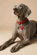 Load image into Gallery viewer, Personalized Dog ID Tags – Custom Engraved Name Tags | CHOUCHOÚ®