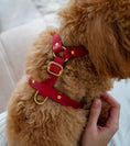 Carica l'immagine nel visualizzatore della galleria, Leather Dog Harness – Classy Collection | CHOUCHOÚ®