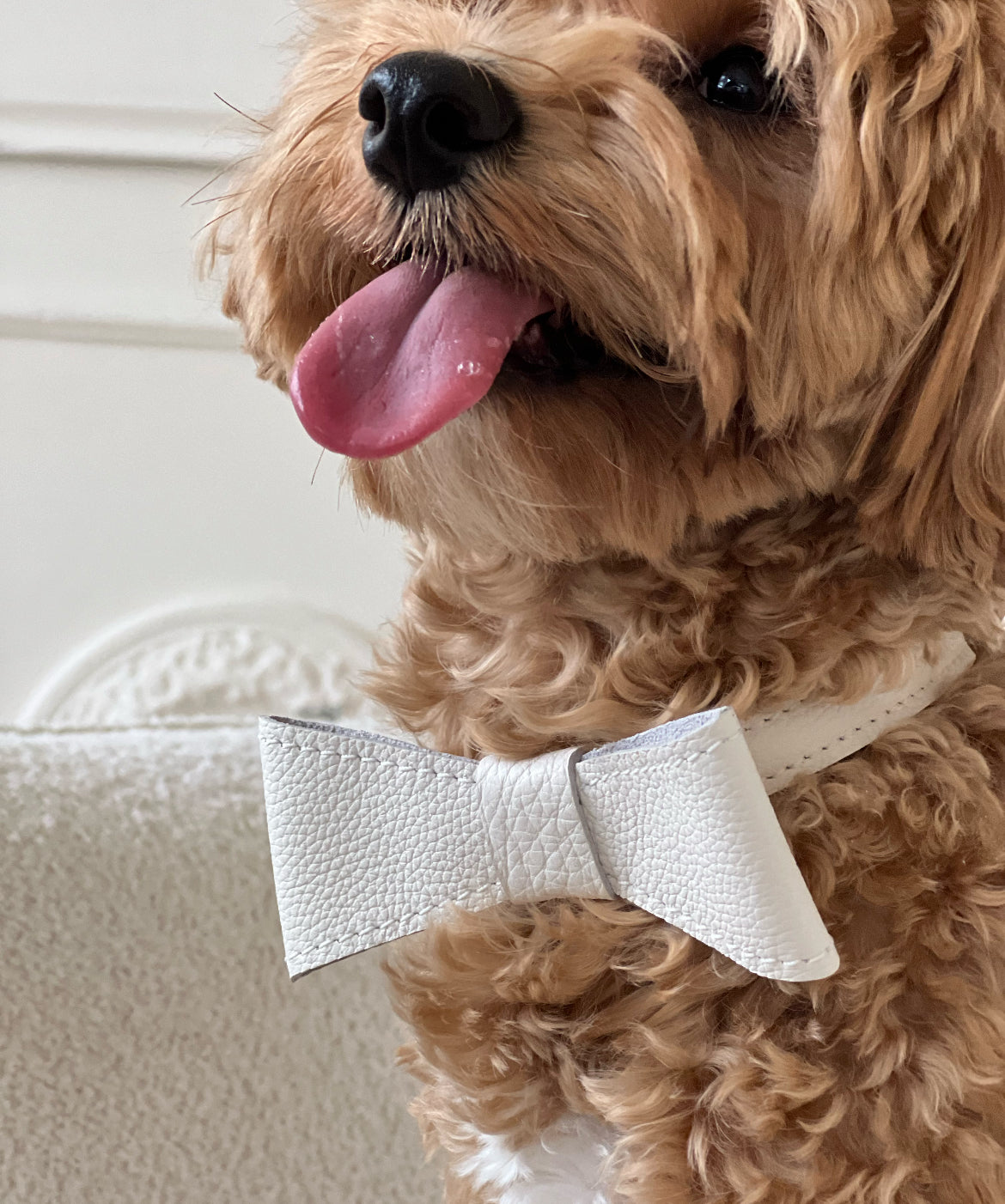 Leather bow for dog collar "Caviar" black, CHOUCHOÚ