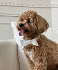Charger l'image dans la visionneuse de la galerie, Leather bow for dog collar "Caviar" black, CHOUCHOÚ
