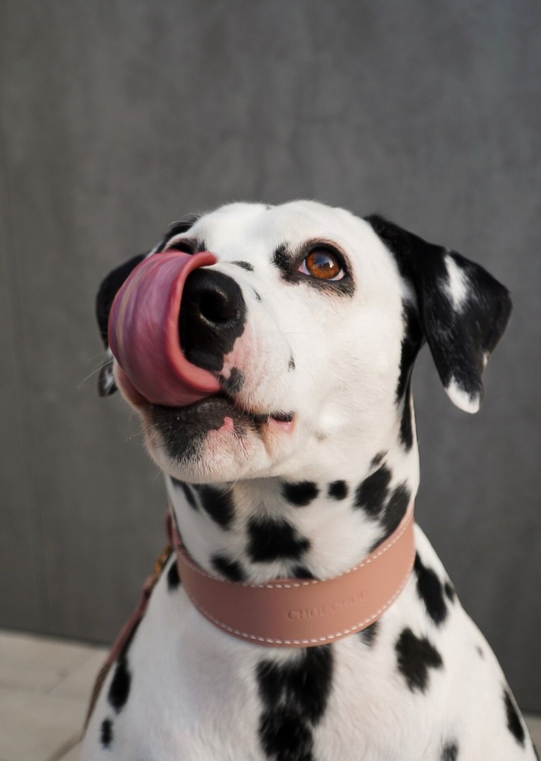 Leather Dog Collar – Almond Collection | CHOUCHOÚ®
