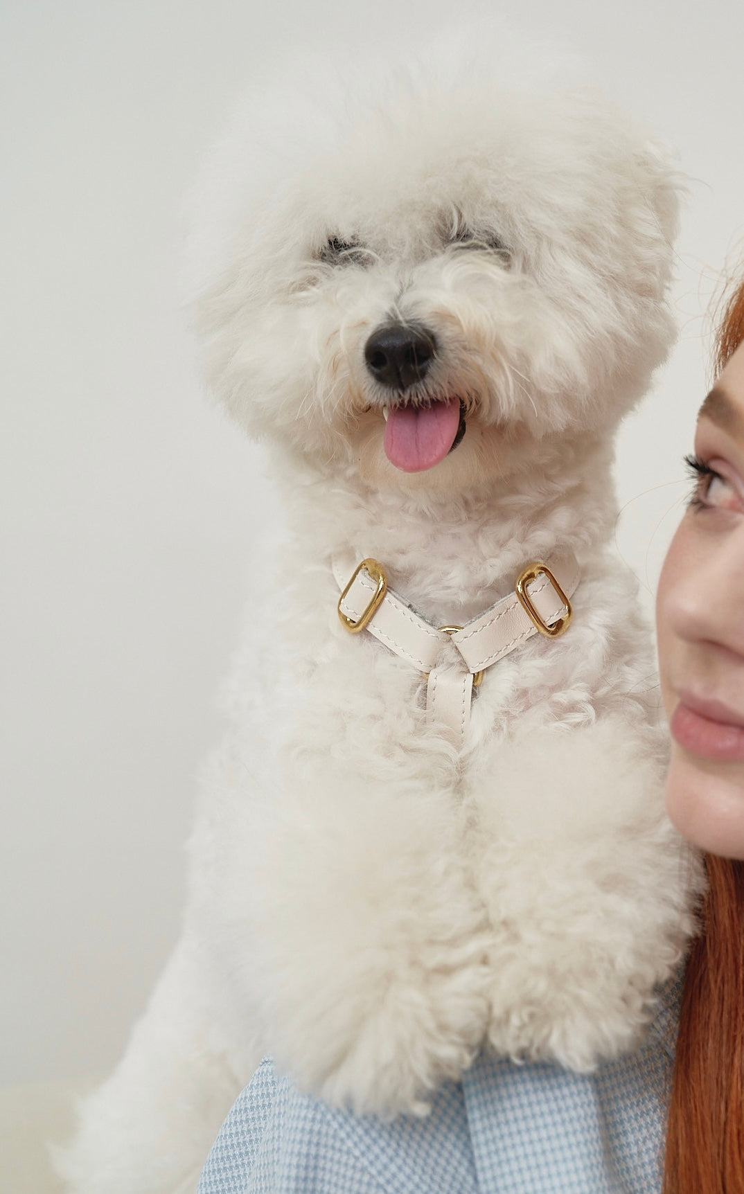 Leather Dog Harness – Classy Collection | CHOUCHOÚ®