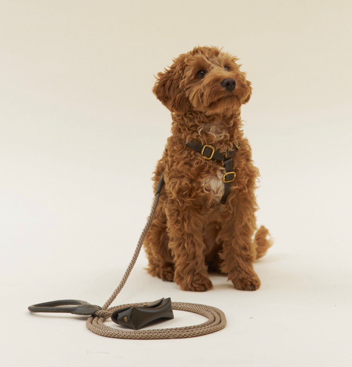 Leather Dog Harness – Classy Collection | CHOUCHOÚ®