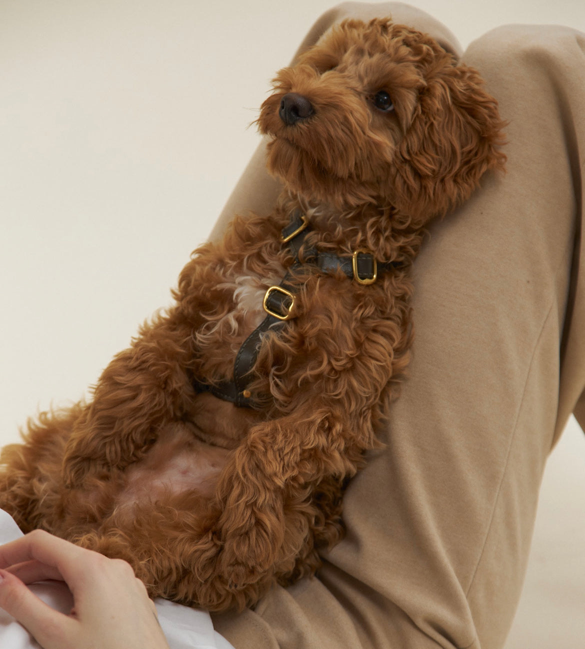 Leather Dog Harness – Classy Collection | CHOUCHOÚ®