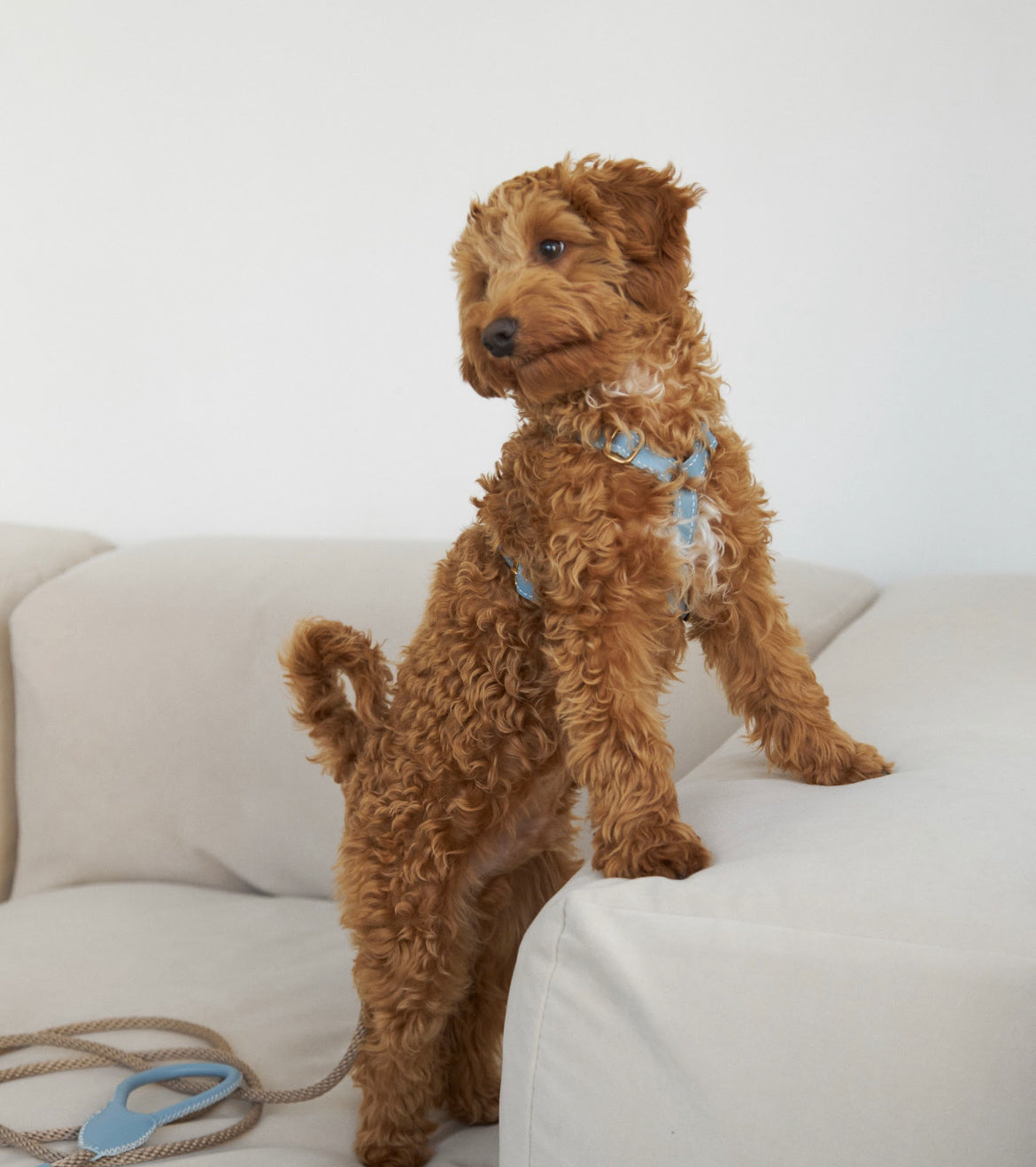 Leather Dog Harness – Classy Collection | CHOUCHOÚ®